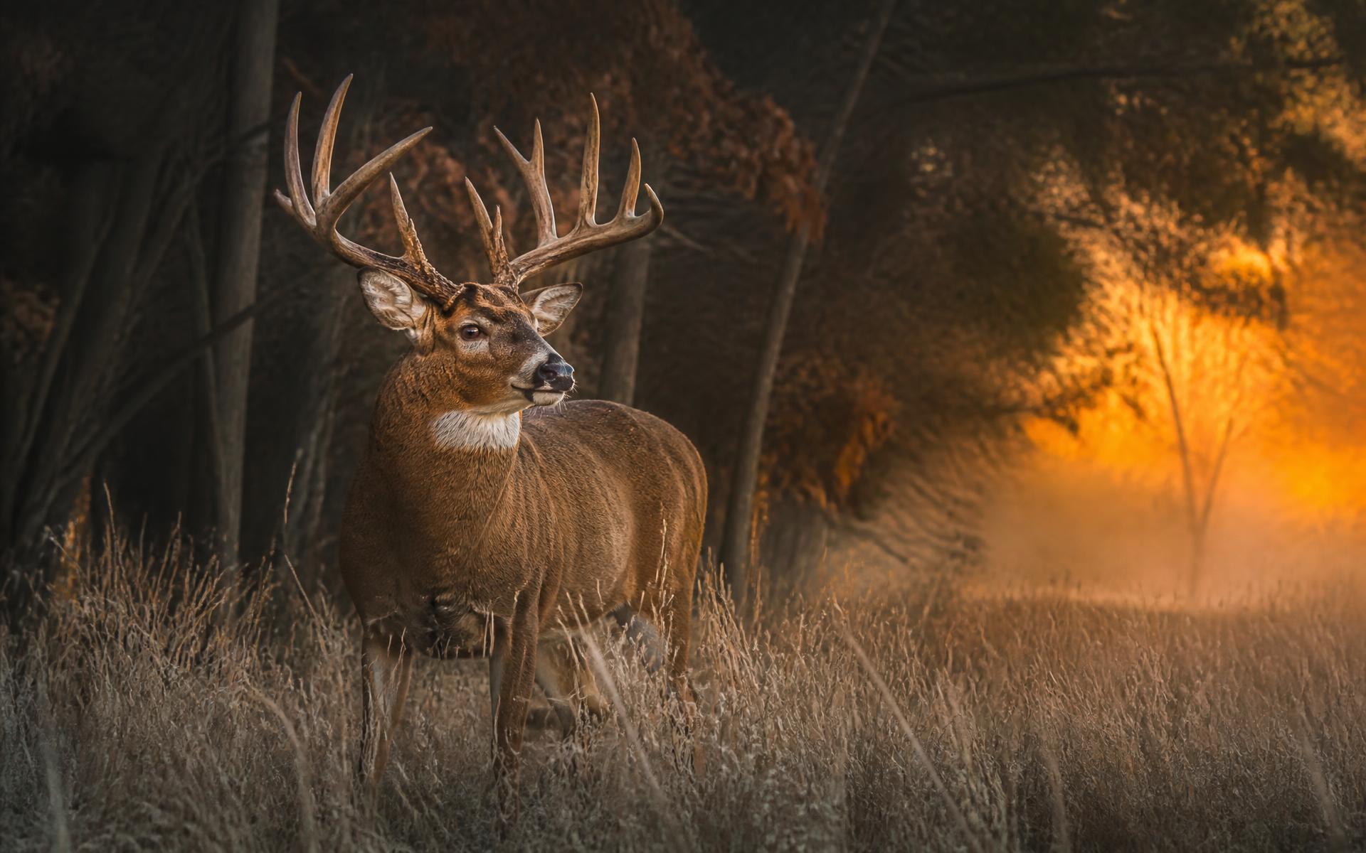 Mature whitetail buck with heavy antlers at dawn on a timbered field edge